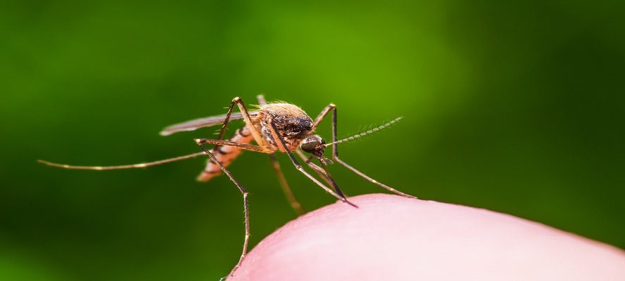 New mosquito microbiome resource aims to combat vector-borne diseases