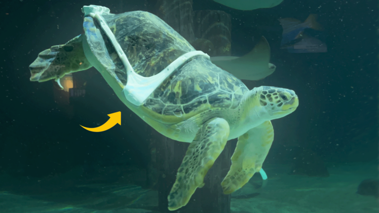 A wounded sea turtle swims again thanks to 3D printed harness