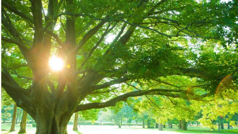 Integrating Palliative Care: A Vital Yet Overlooked Pillar of India’s Healthcare System