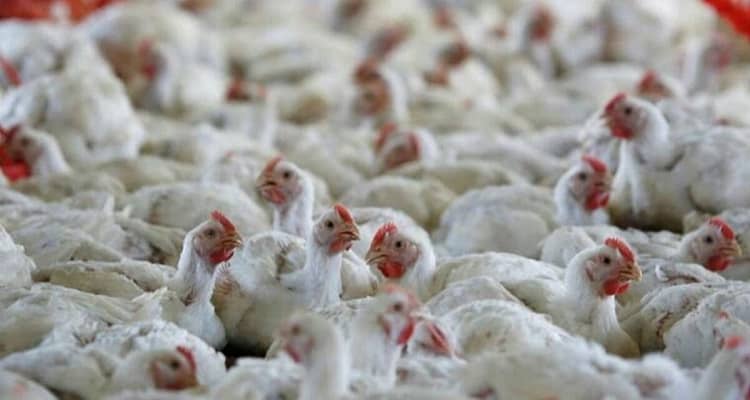 France reports bird flu on two farms, losing disease-free status