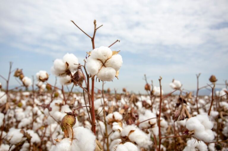 Global cotton faces 2025 challenges amid supply-demand gap
