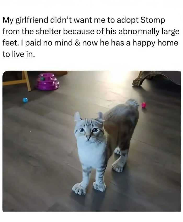 Every gato in a shelter deserves a home of their own! ud83dudc08u2b1b