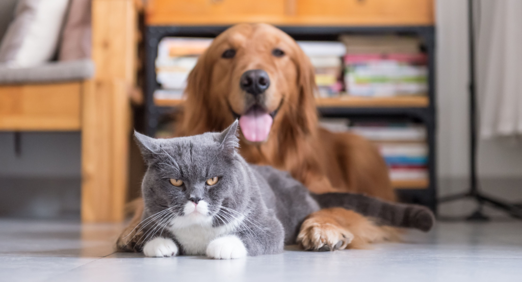 Grab pawsome National Pet Day deals before theyre gone