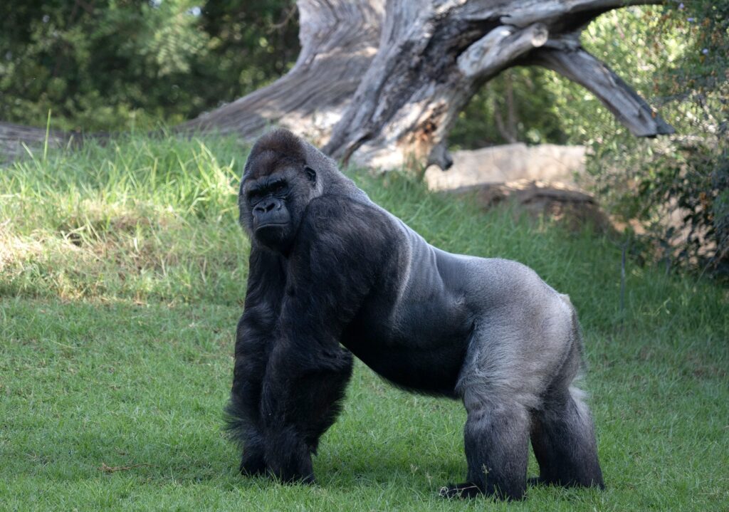 The internet can’t stop arguing over 100 men fighting 1 gorilla