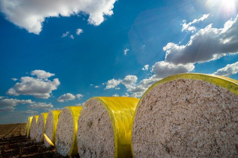 ICE cotton faces further losses on weak demand, strong dollar