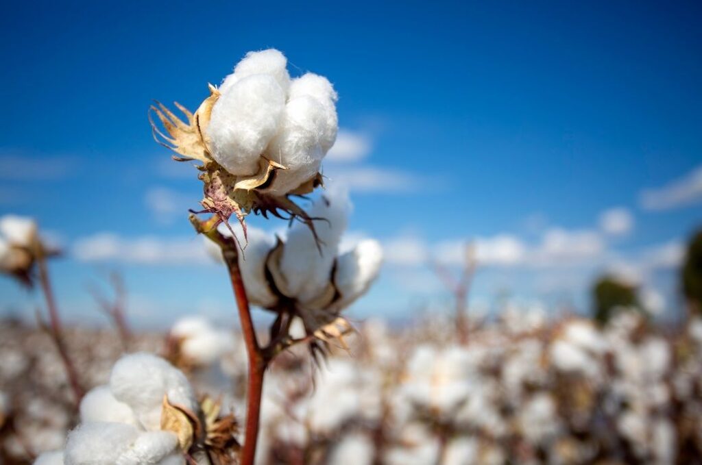 ICE cotton rebounds on crude oil, dollar weakness & stock gains