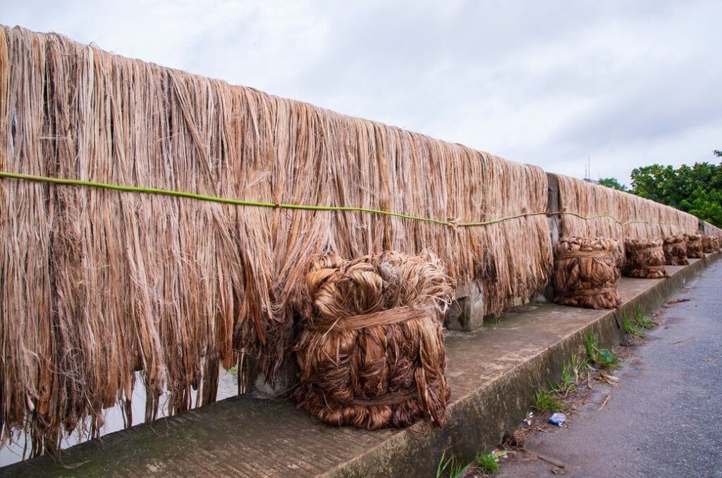 India’s jute production dips 22% to 86 lakh tons over the last decade