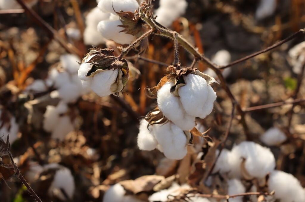 OCA highlights environmental gains of organic cotton in India