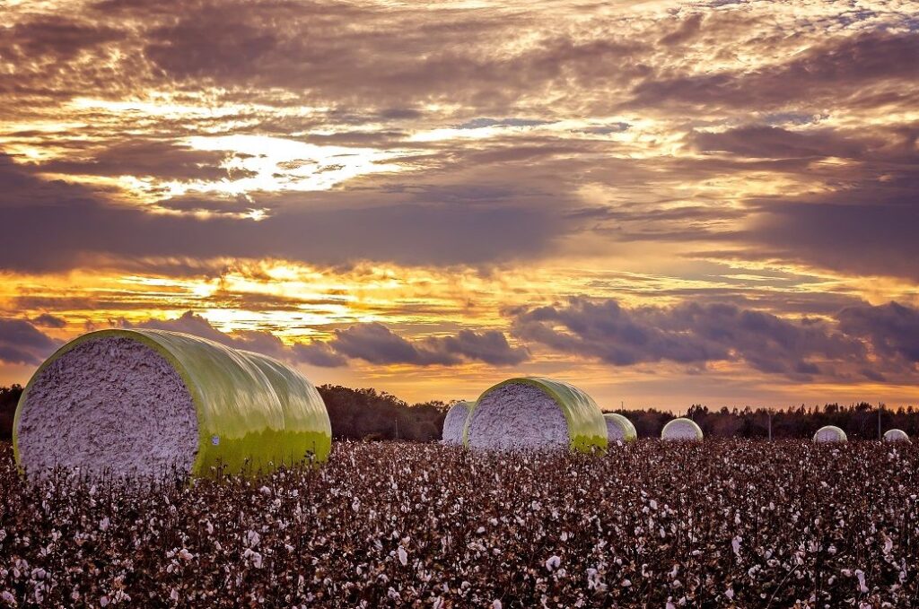 ICE cotton declines on falling crude & stock market slump