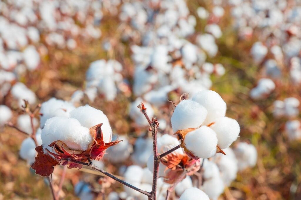 ICE cotton drops for 3rd day on stronger dollar, weaker grain market