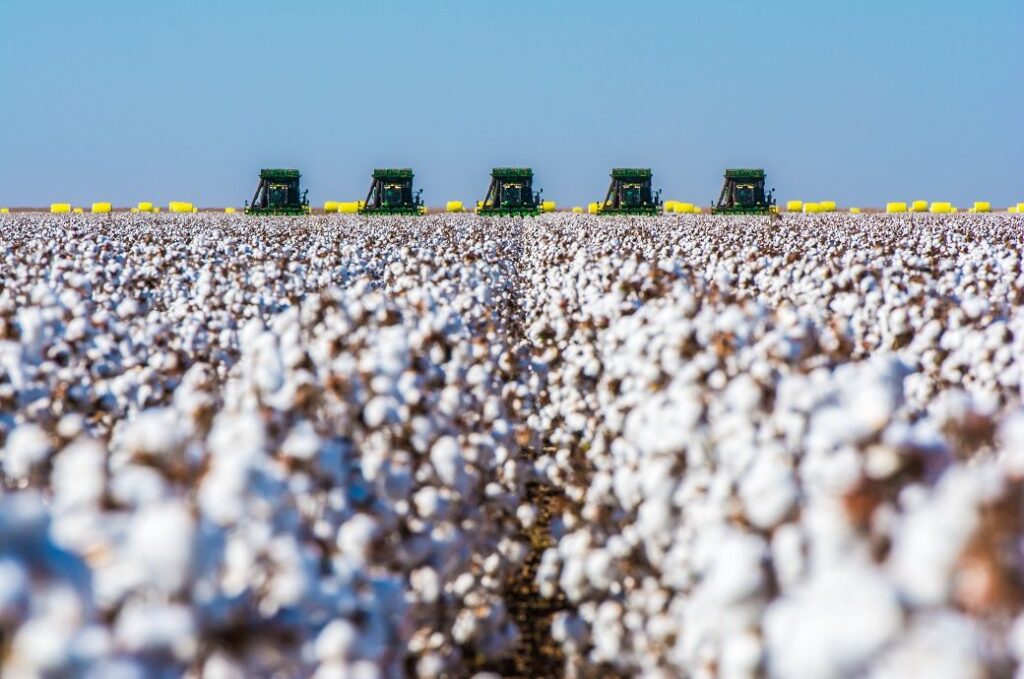 ICE cotton futures dip on Texas rains, stronger dollar, weak sentiment