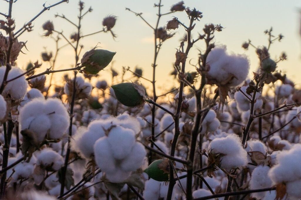 ICE cotton jumps on trade deal hopes, rising stock markets
