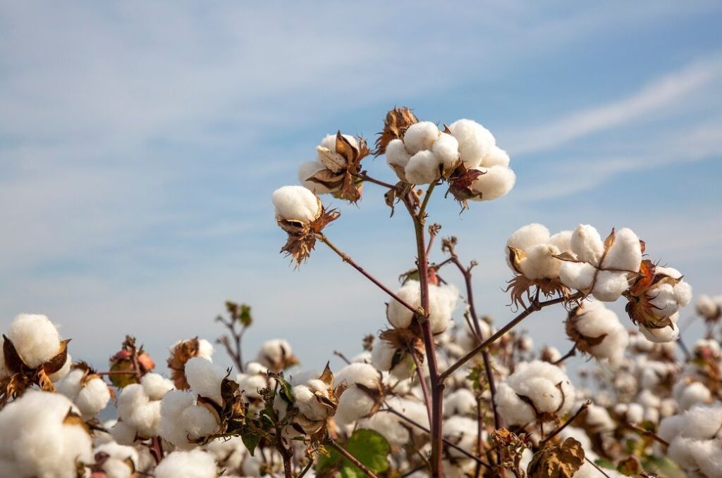 US-China tariff truce, oil rally lift ICE cotton