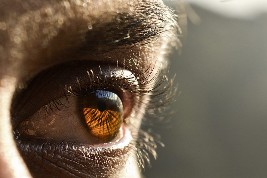 Eyestem announces completion of phase one of its RPE Cell Therapy