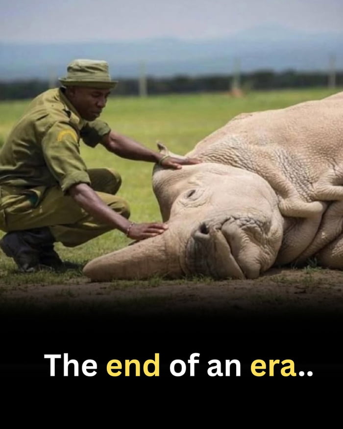 Extinction of northern rhino ...
