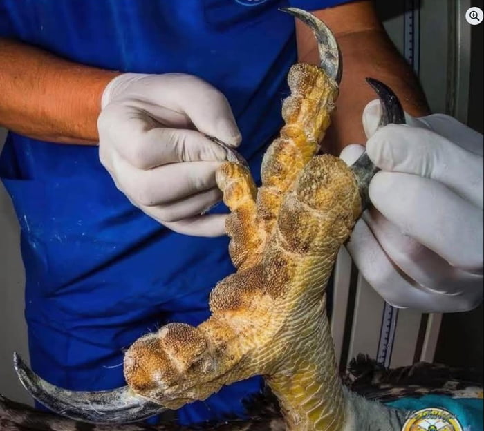 The claws of an eagle.