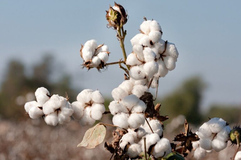 ICE cotton gains further on short covering amid trade deal prospects