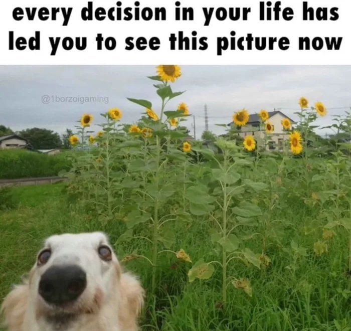 What a handsome doggo.
