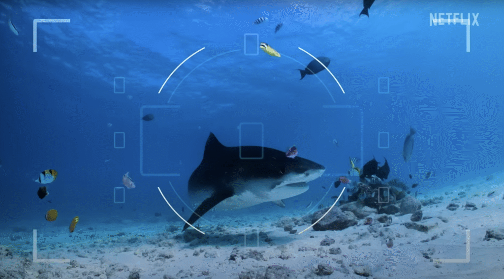 All The Sharks is a top-tier reality competition idea: Watch the trailer