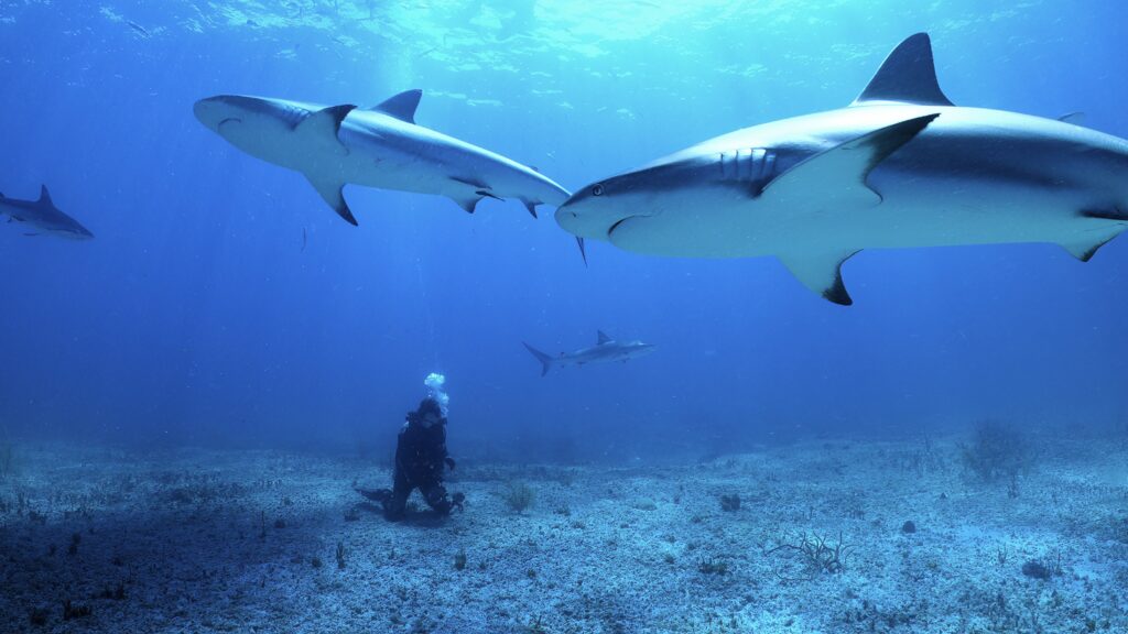 All the Sharks trailer: Photograph sharks, win money in Netflixs new reality competition