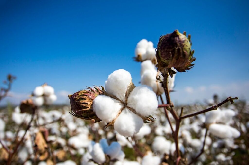 ICE cotton drops as US weather boosts crop outlook