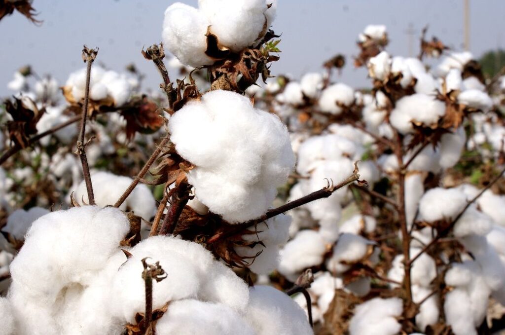 Australia’s cotton lint production up estimated 12% in FY25: ABARES