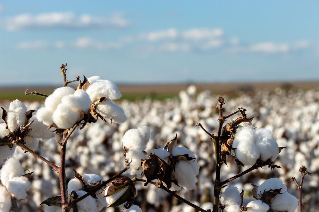 Brazil cotton prices ease in early June, exports & harvest lag