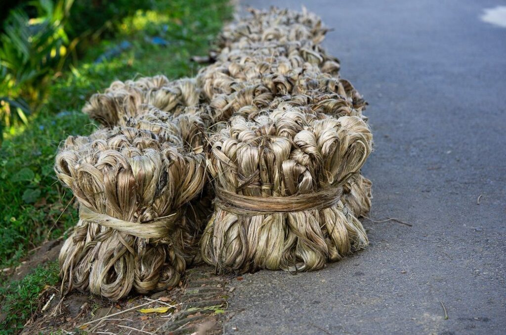 India’s jute output slips to 84 lakh bales in 2024-25 despite high MSP