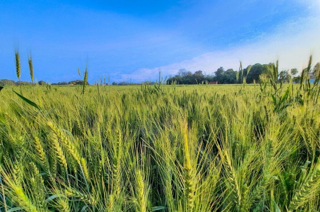 Swedish researchers develop eco-friendly fibre from farm waste