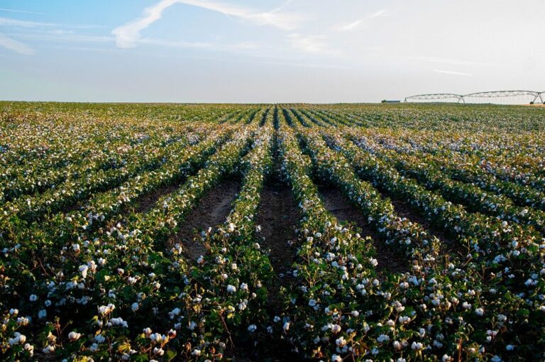 India calls for addressing global asymmetries in cotton sector at WTO