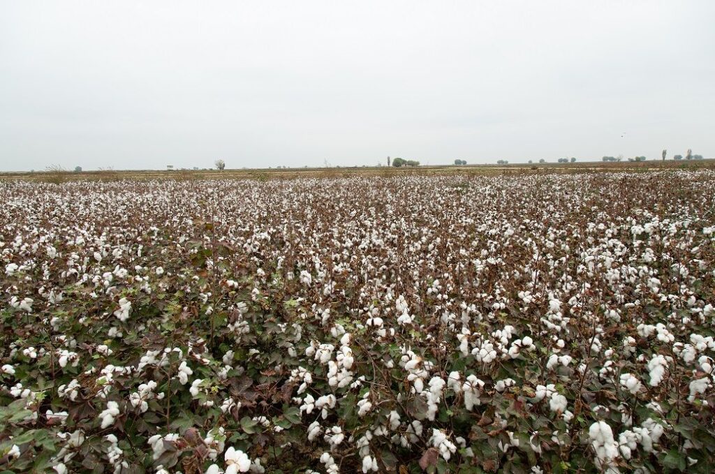 ICE cotton drops but trims losses on lower US production, inventory