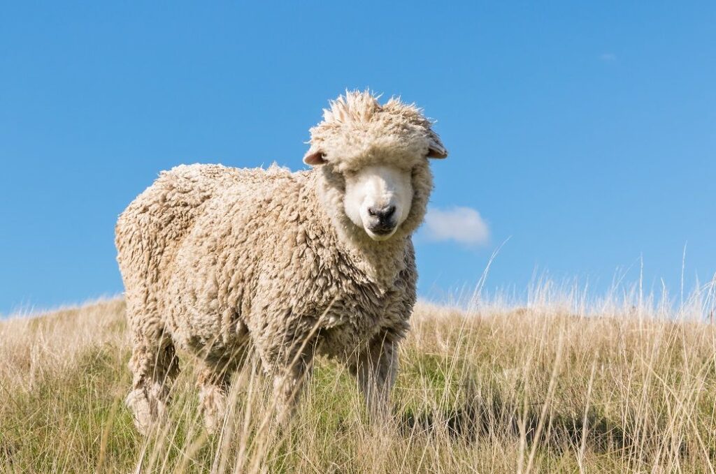 Australian wool prices firm amid low supply, steady demand this week