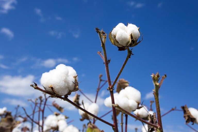 ICE cotton futures hit two-month low on oil slump, weather boost