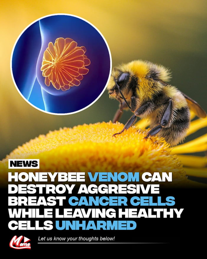 Honeybee venom is showing promise in the fight against aggressive breast cancer cells. This is a significant step forward in medical research.