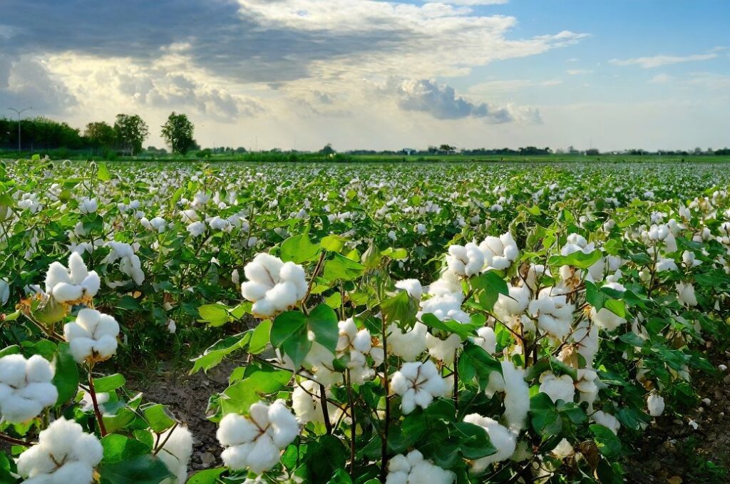ICE cotton slumps as US planting exceeds expectations