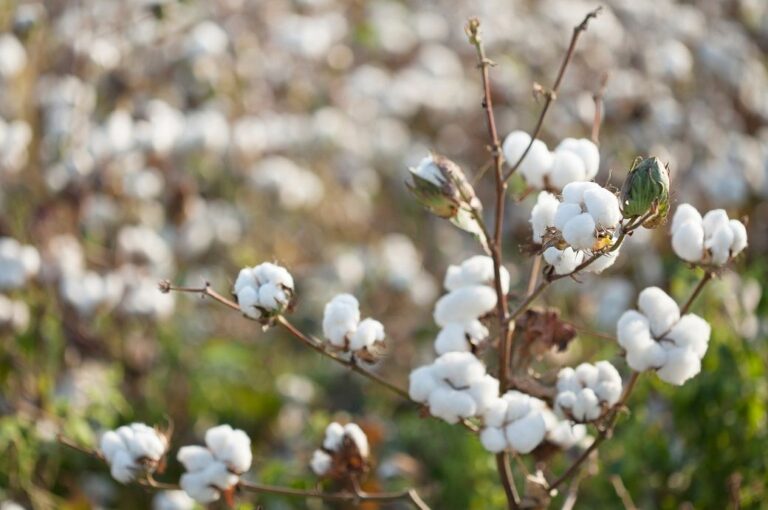 ICE cotton declines on better US crop outlook; market range bound