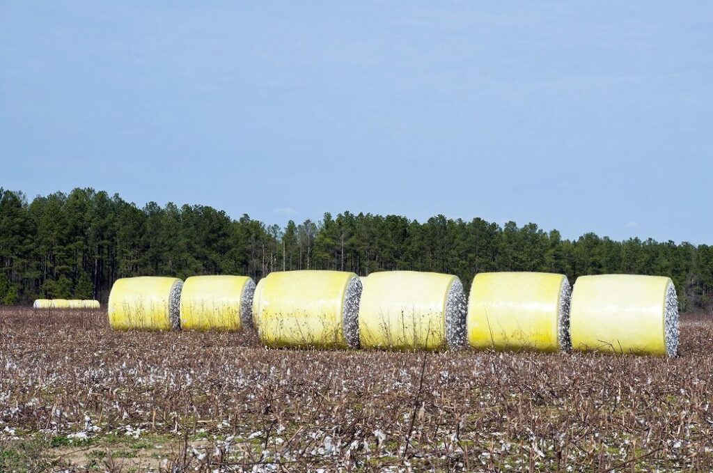 India defers cotton QCO implementation to Aug 2026, industry relieved
