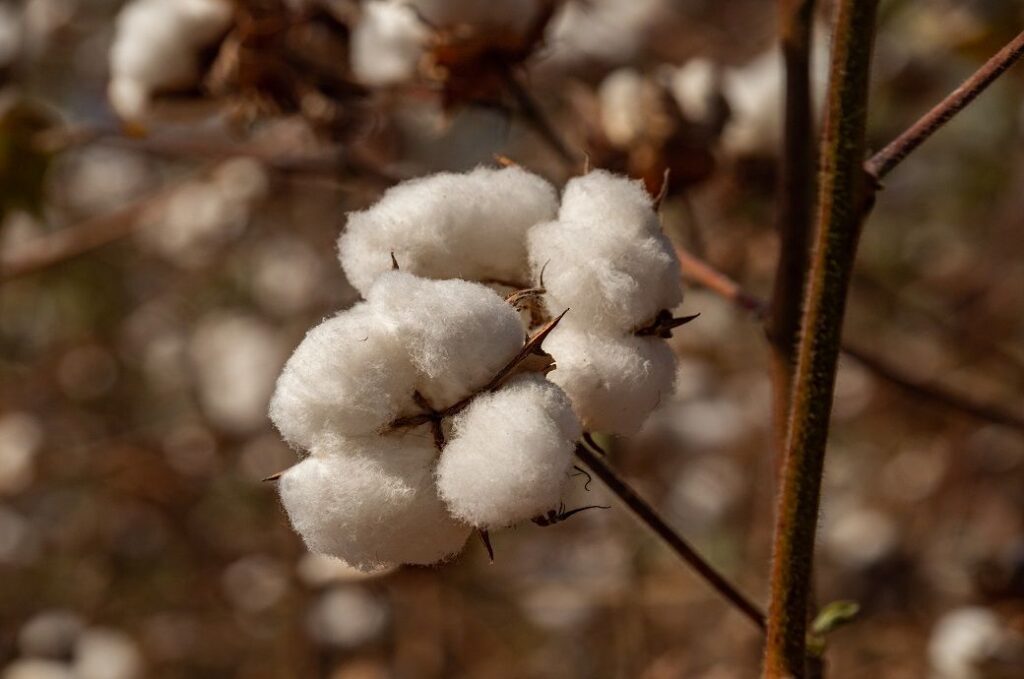 Production drop, aging farmers lead Togo to plan cotton sector revival