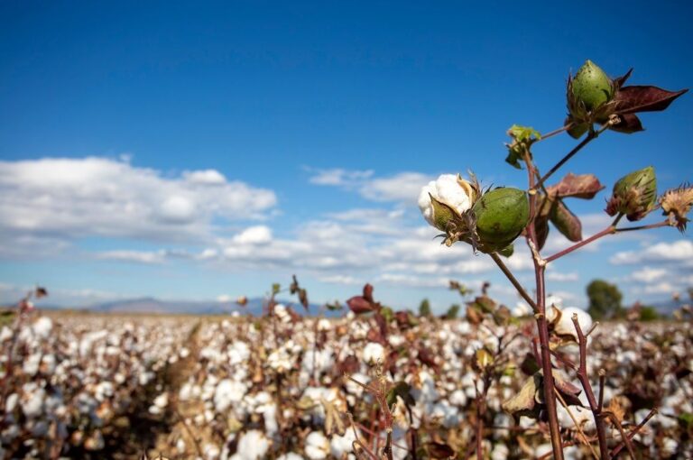 CAI revises India’s 24–25 cotton production estimate to 311.4 L bales