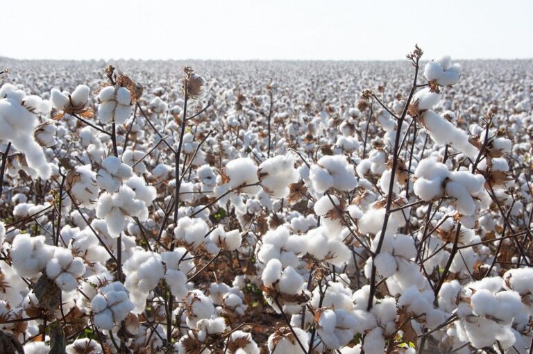 India-US tariff talks put cotton trade in the spotlight