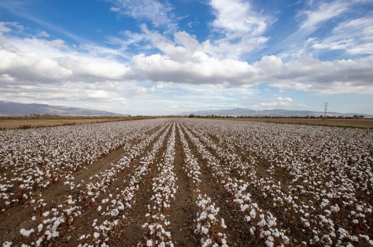 ICE cotton rises on stronger crude; market wary of tariff expiry