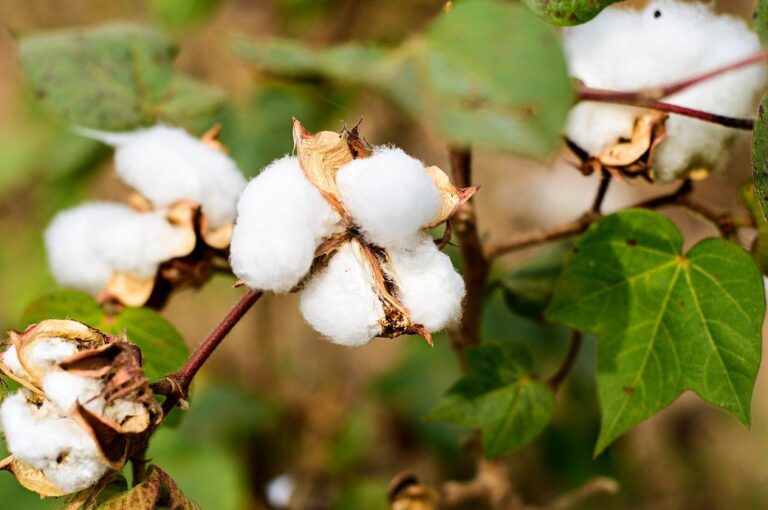 ICE cotton slips to two-week low on stronger dollar, falling grains